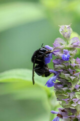 Bombus mexicanus