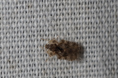 Corythucha marmorata