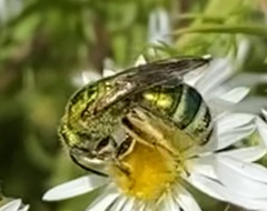 Agapostemon sericeus