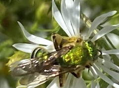 Agapostemon sericeus