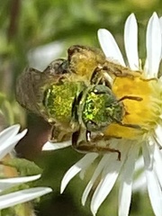 Agapostemon sericeus