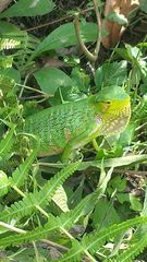 Polychrus gutturosus