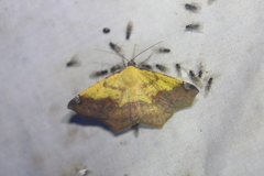 Antepione thisoaria