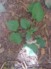 Rugelia nudicaulis