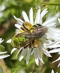 Agapostemon sericeus