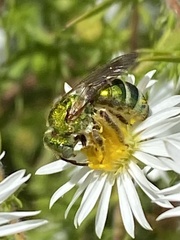 Agapostemon sericeus