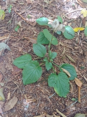 Rugelia nudicaulis