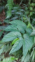 Begonia longifolia