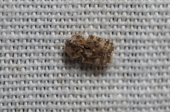 Corythucha marmorata