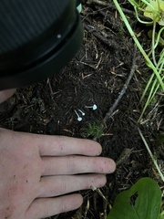 Cystolepiota