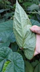 Begonia longifolia