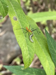 Zelus longipes