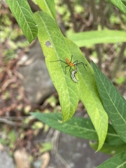 Zelus longipes