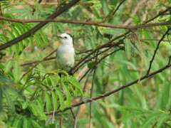 Fluvicola albiventer
