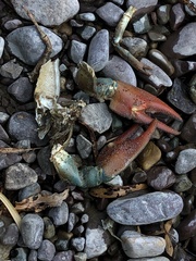 Pacifastacus leniusculus