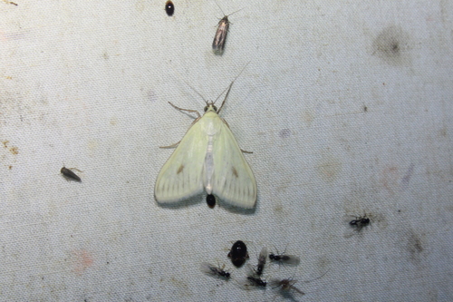 Carrot Seed Moth photo 5