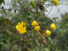 Cochlospermum vitifolium