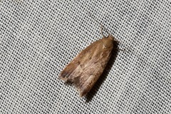 Tachystola acroxantha