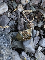 Pacifastacus leniusculus