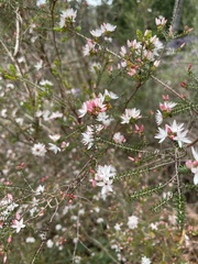 Calytrix