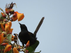Icterus pyrrhopterus