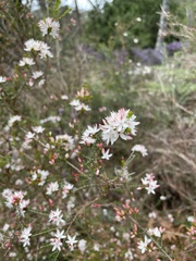 Calytrix