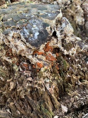 Tulasnella aurantiaca