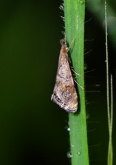 Glaucocharis dilatella