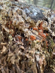 Tulasnella aurantiaca