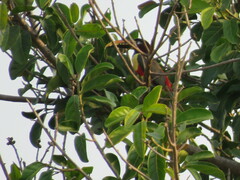 Pteroglossus castanotis