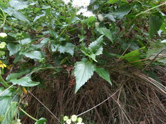 Ageratina glechonophylla