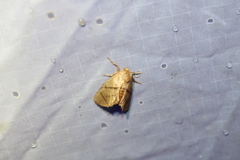 Apoda y-inversa
