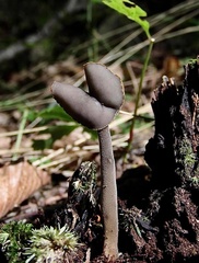 Helvella atra