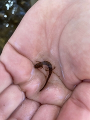 Caudata
