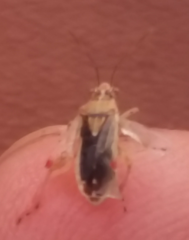 Liorhyssus