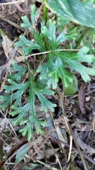 Selaginella doederleinii