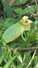 Polychrus gutturosus