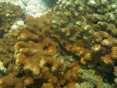 Ophioblennius steindachneri