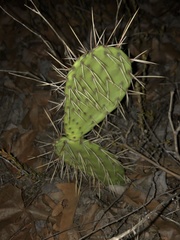 Opuntia gilvescens