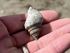 Stramonita canaliculata