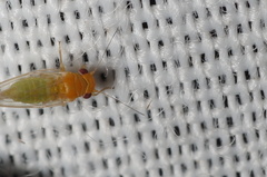 Heteropsylla