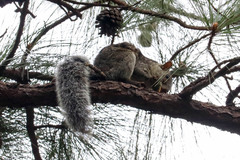 Sciurus variegatoides