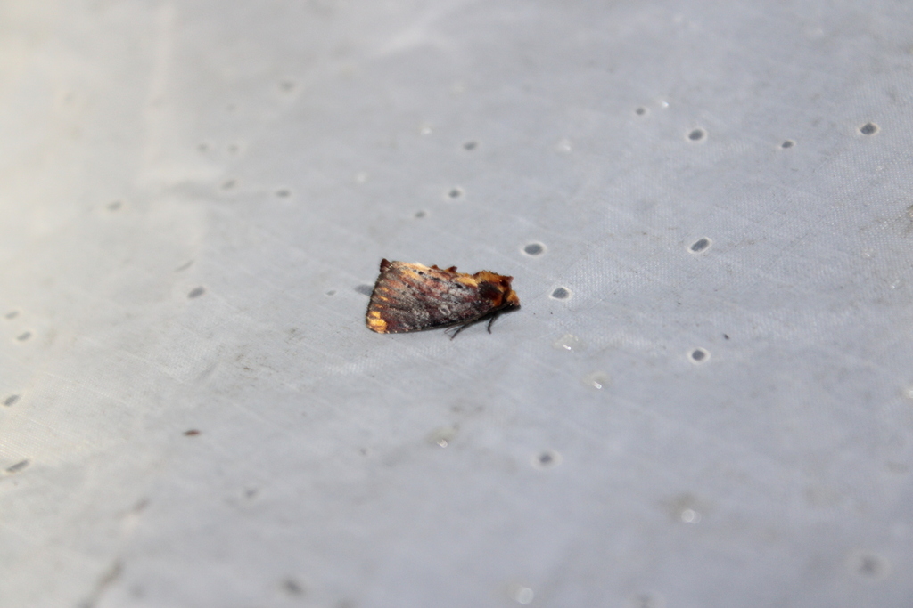 Elder Shoot Borer Moth