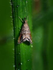 Glaucocharis dilatella