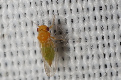 Heteropsylla