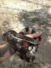 Pituophis melanoleucus melanoleucus