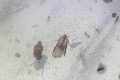 Crambodes talidiformis