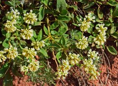 Eriogonum jamesii