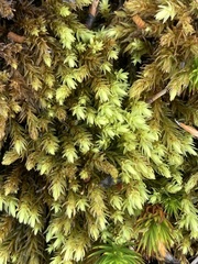 Aulacomnium palustre