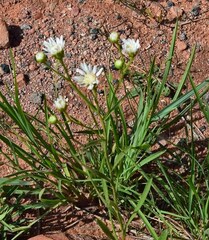 Solidago ptarmicoides